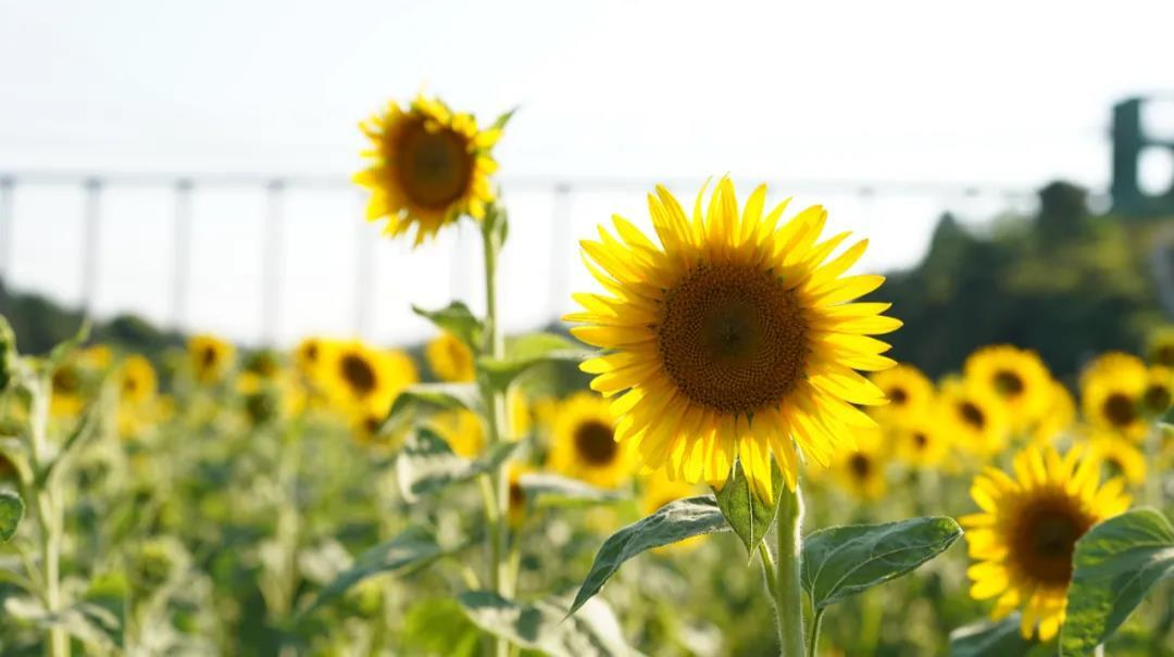 石鼓夏日限定！1秒get花海大片（内含惊喜…）