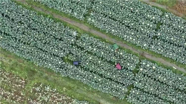 三星村蔬菜产业基地确保市区“菜篮子”  供应