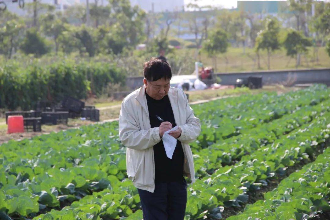 乡村振兴丨衡阳石鼓区：科技赋能，“洋白菜”变身“中国甘蓝”