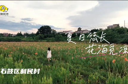 石鼓区利民村：300余亩美人蕉花海竞相开放