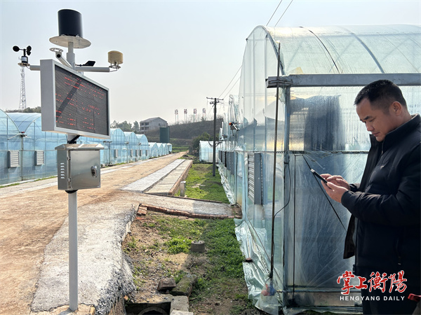 项中心 向未来丨石鼓区智慧农业助力，年供600万公斤新鲜蔬菜