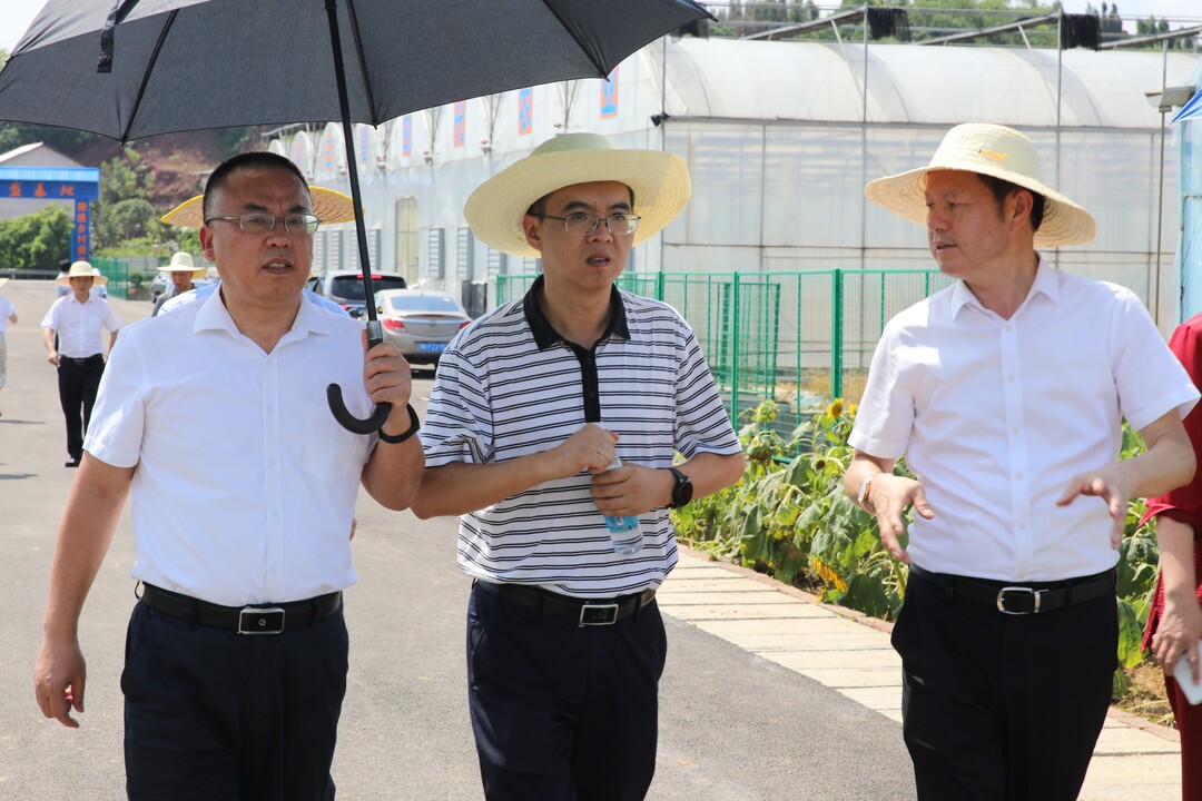 省农业农村厅调研石鼓区设施农业建设情况