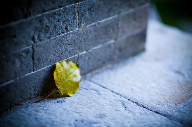 今日白露 | 蒹葭苍苍 白露为霜