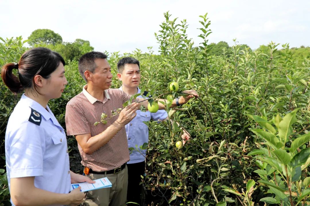 石鼓区：税惠服务特色产业 乡村振兴更具活力