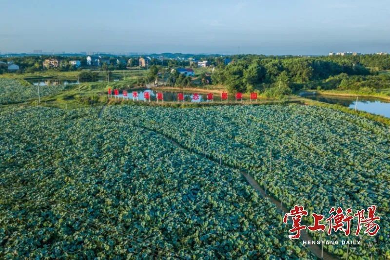 从“踮脚走”到“亮眼景”！角山镇利民村千亩荷塘绘就美丽乡村新画卷