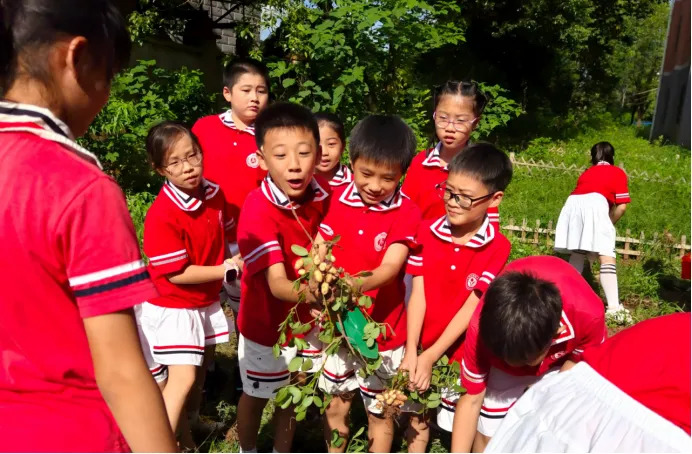 石鼓书声里的思政密码⑤ | 朝阳小学：节气润童心，劳动育新人