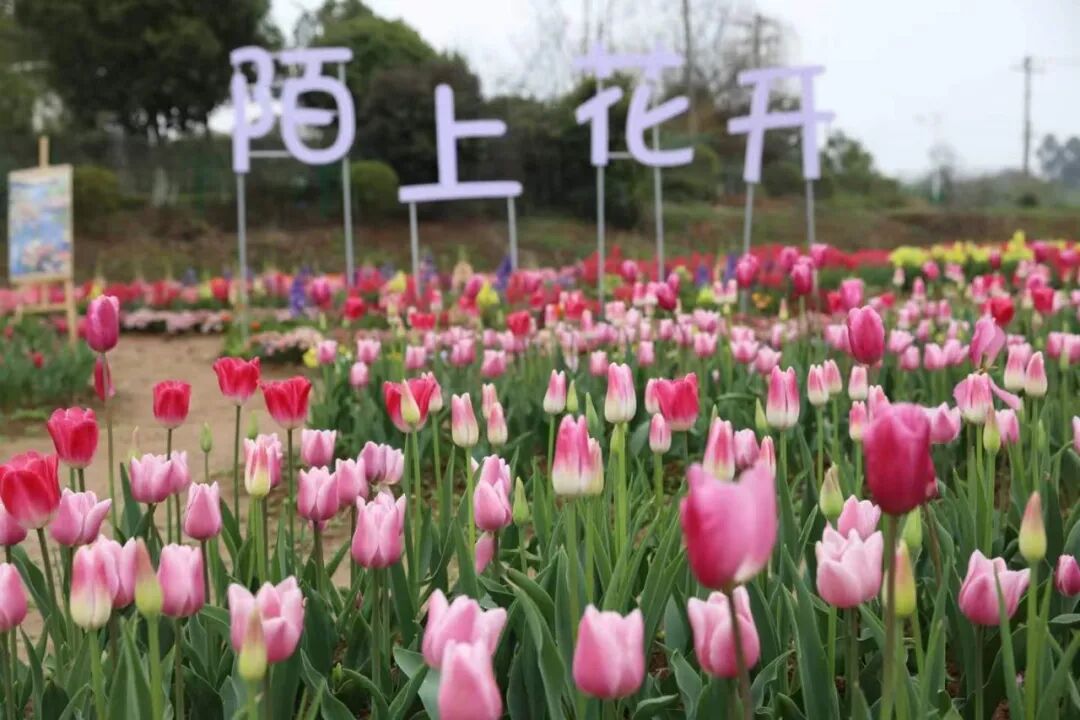 【“产城融合、富民惠民”强集聚  “三区引领、三区支撑”启新程】报道⑥：离城市最近的田园，枕千年文脉的江岸——石鼓的农文旅融合之路