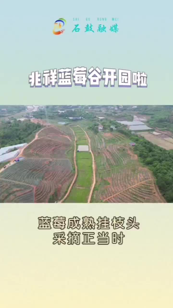 这里有好果子吃！石鼓区兆祥蓝莓谷开园了