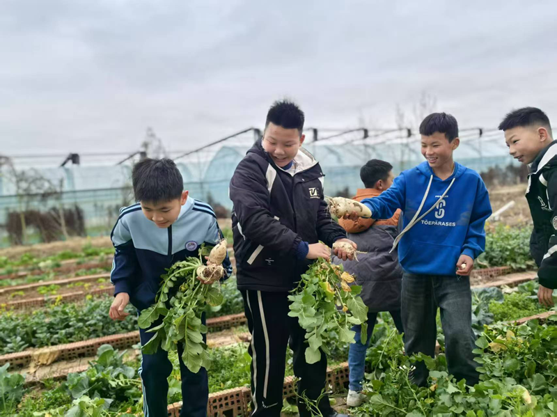 一颗萝卜撼动"五育"课堂！石鼓区三星小学把萝卜变成跨学科“教材”