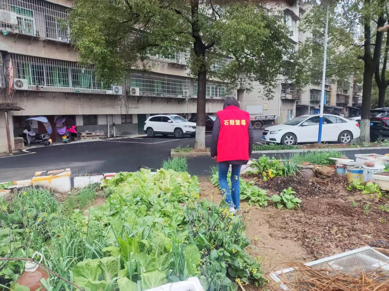 合江街道：江雁社区开展禁种铲毒踏查宣传活动