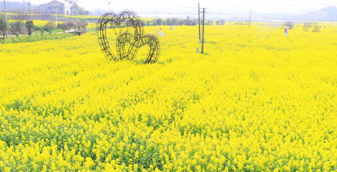 角山镇：千亩油菜引客来，农文旅融合绽新彩