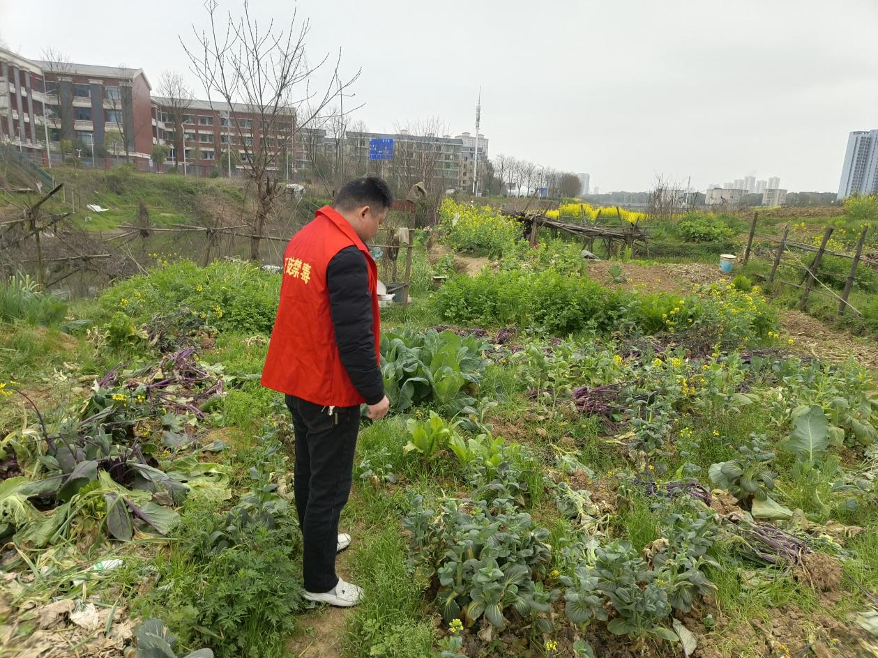 合江街道江霞村开展春季禁种铲毒宣传与踏查专项行动