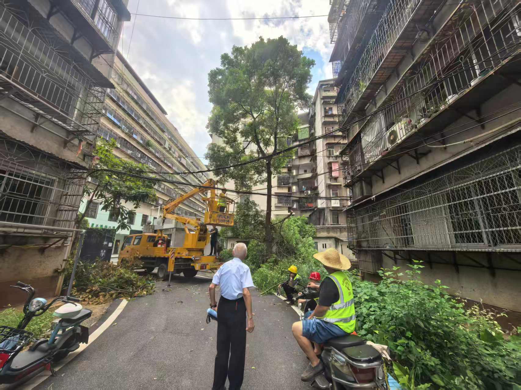 青山街道船山路社区：修剪“越界”枝，守住“平安果”